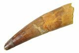 Fossil Spinosaurus Tooth - Composite Tip #340450-1
